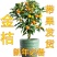 脆皮金桔盆栽带果发货包邮可食用可观赏