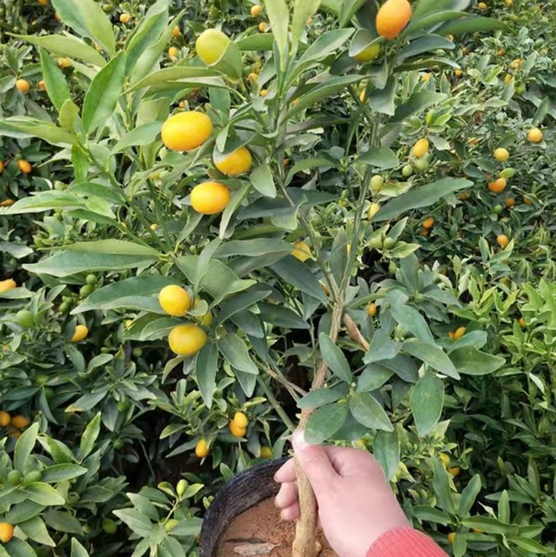 脆皮金桔盆栽带果发货包邮可食用可观赏
