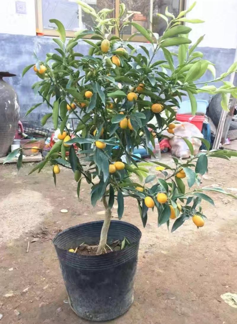 脆皮金桔盆栽带果发货包邮可食用可观赏