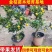 脆皮金桔盆栽带果发货包邮可食用可观赏