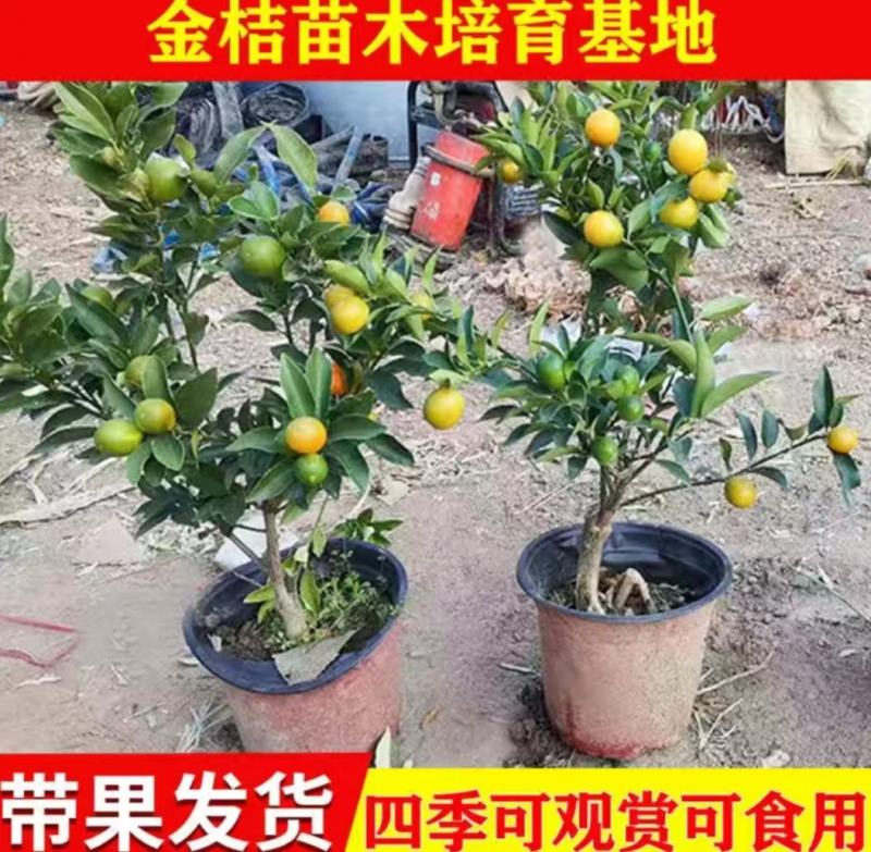 脆皮金桔盆栽带果发货包邮可食用可观赏