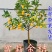 脆皮金桔盆栽带果发货包邮可食用可观赏