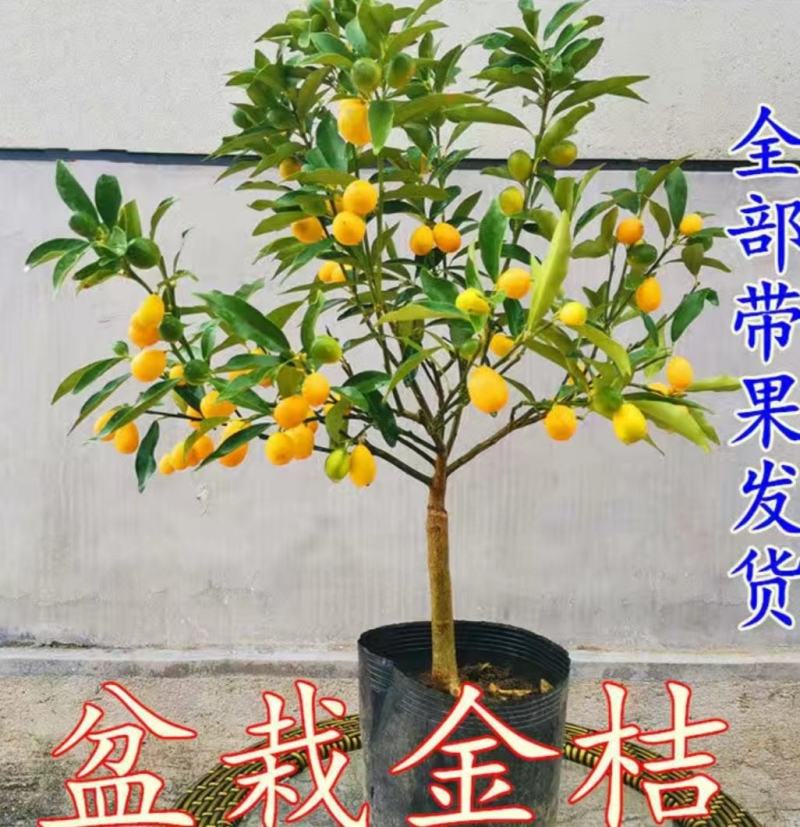 脆皮金桔盆栽带果发货包邮可食用可观赏