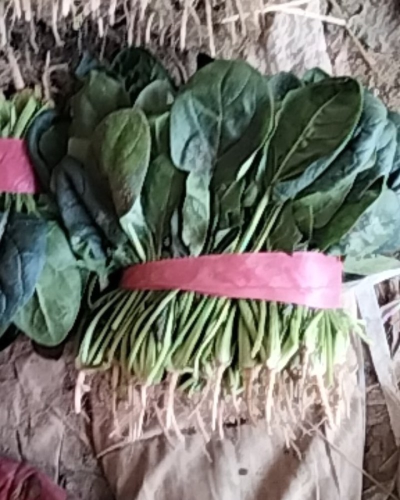 河南安阳滑县优质大叶菠菜大量上市了，迎新老客户前来订购