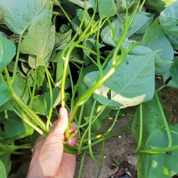 红薯苗:西瓜红:冰淇淋:爆皮王:经8，基地直发