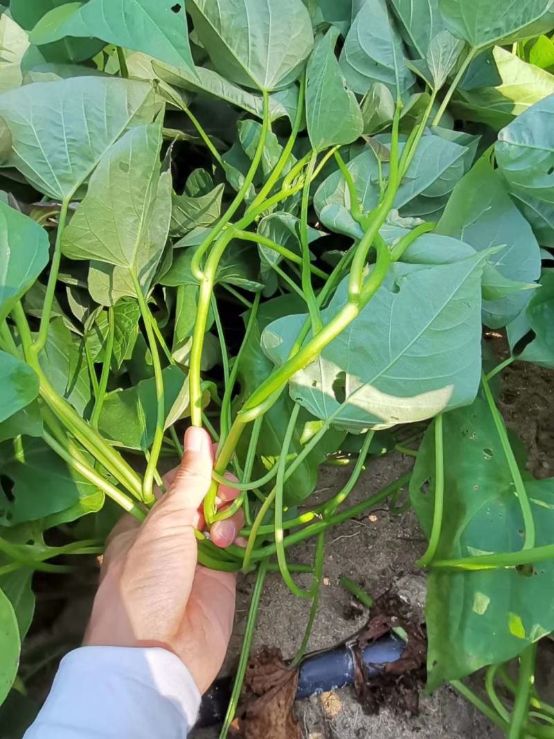 红薯苗:西瓜红:冰淇淋:爆皮王:经8，基地直发