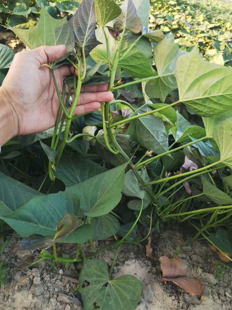 红薯苗:西瓜红:冰淇淋:爆皮王:经8，基地直发
