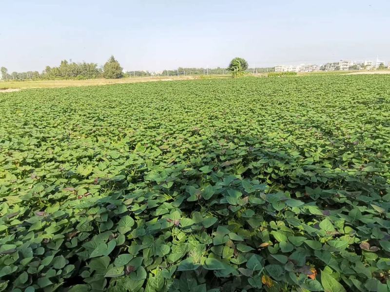 红薯苗:西瓜红:冰淇淋:爆皮王:经8，基地直发