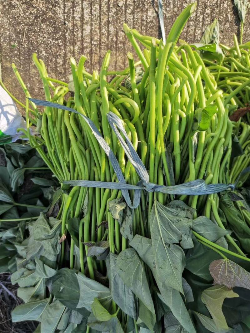 红薯苗:西瓜红:冰淇淋:爆皮王:经8，基地直发