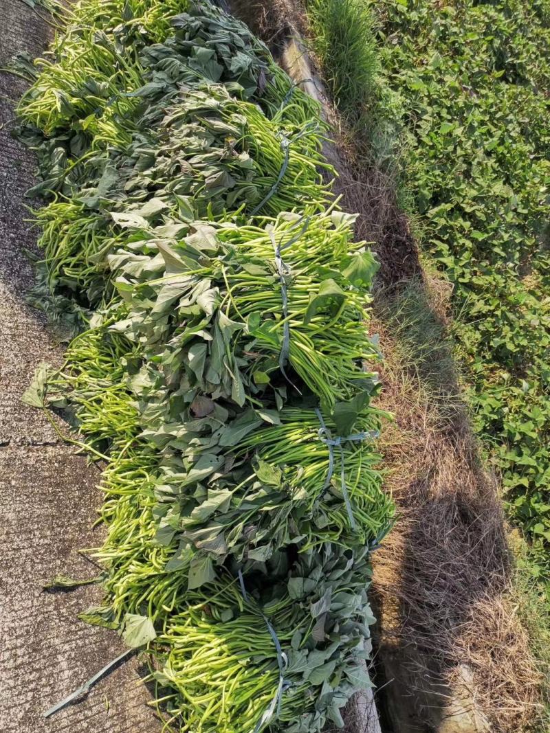 红薯苗:西瓜红:冰淇淋:爆皮王:经8，基地直发