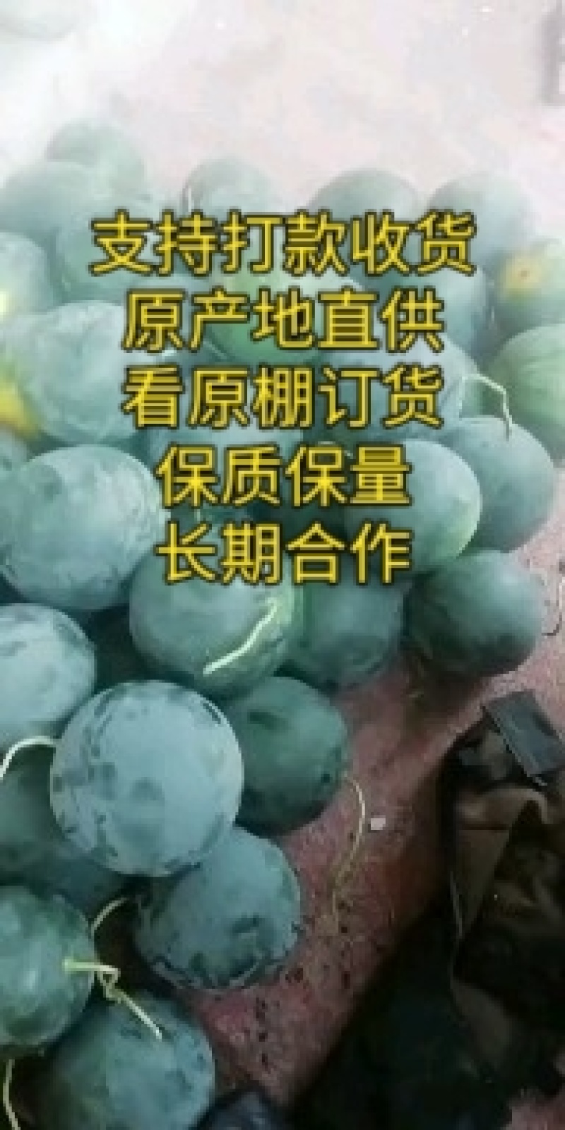 墨瞳西瓜山东西瓜西瓜潍坊西瓜保熟保甜无籽墨瞳