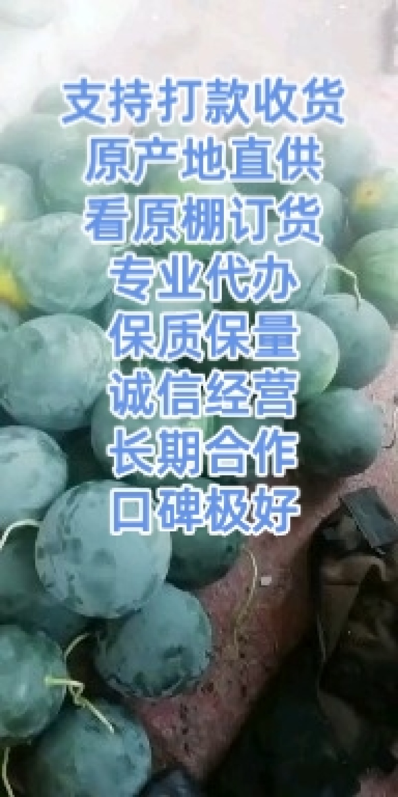 墨瞳西瓜山东西瓜西瓜潍坊西瓜保熟保甜无籽墨瞳