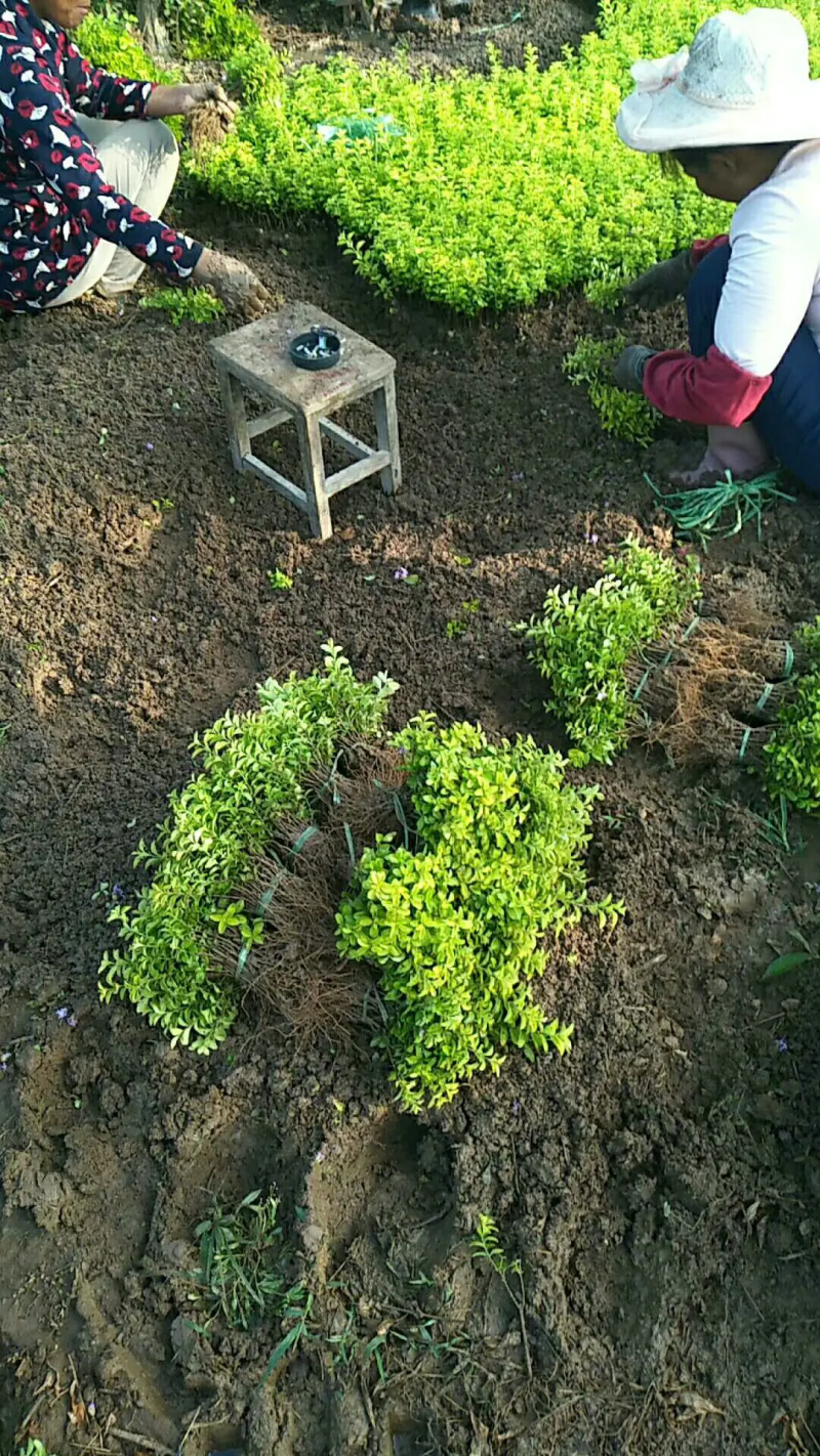 女贞金叶女贞基地直供现挖现发大量供应