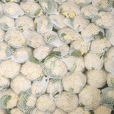 【福建精品松花菜】青梗白面散花，小米粒，质优价廉欢迎来电