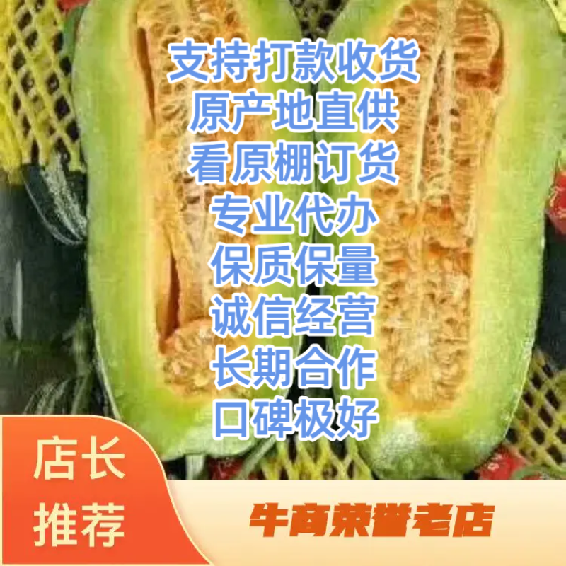 博洋9甜瓜潍坊博洋甜瓜山东甜瓜博洋91甜瓜原棚直供