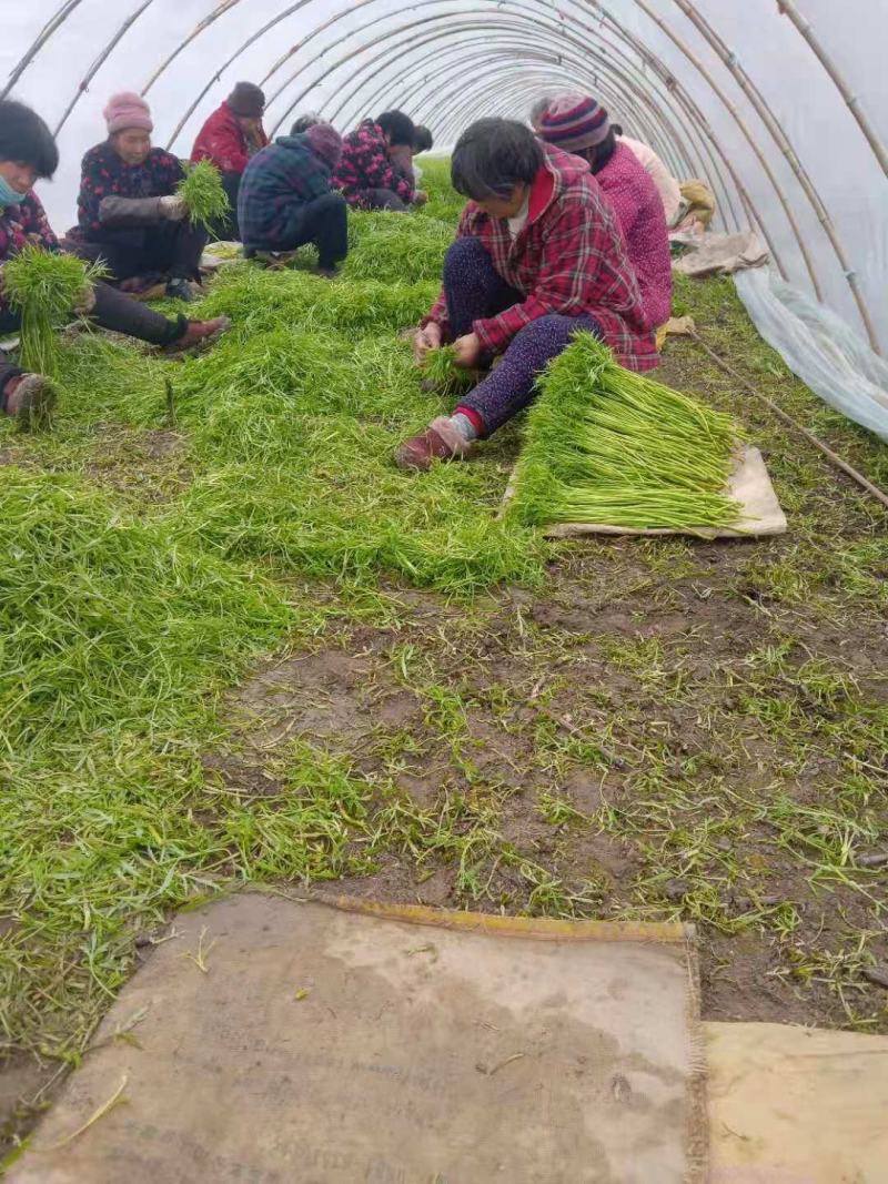 新鲜白芦蒿，大量上市有需要的各位老板可以联系