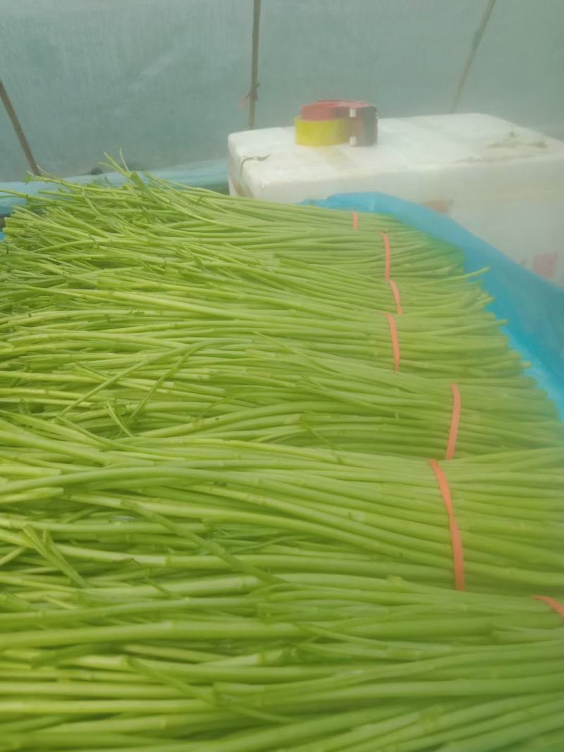 新鲜白芦蒿，大量上市有需要的各位老板可以联系
