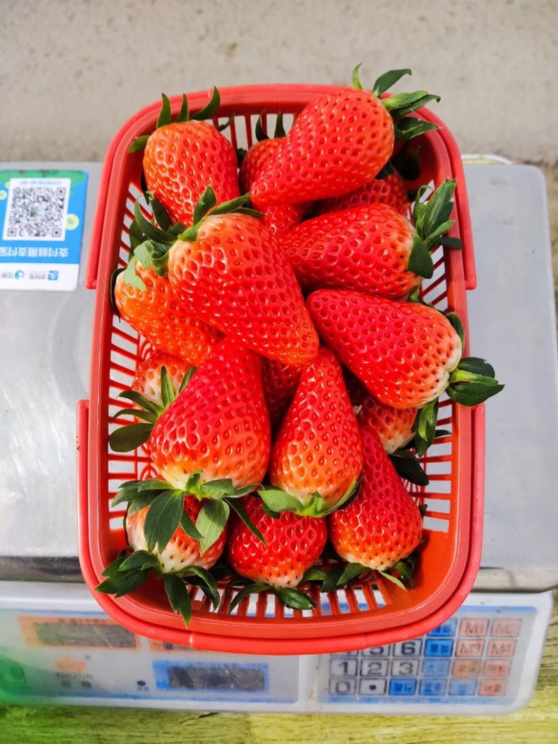 新鲜草莓品种齐全价位实惠
