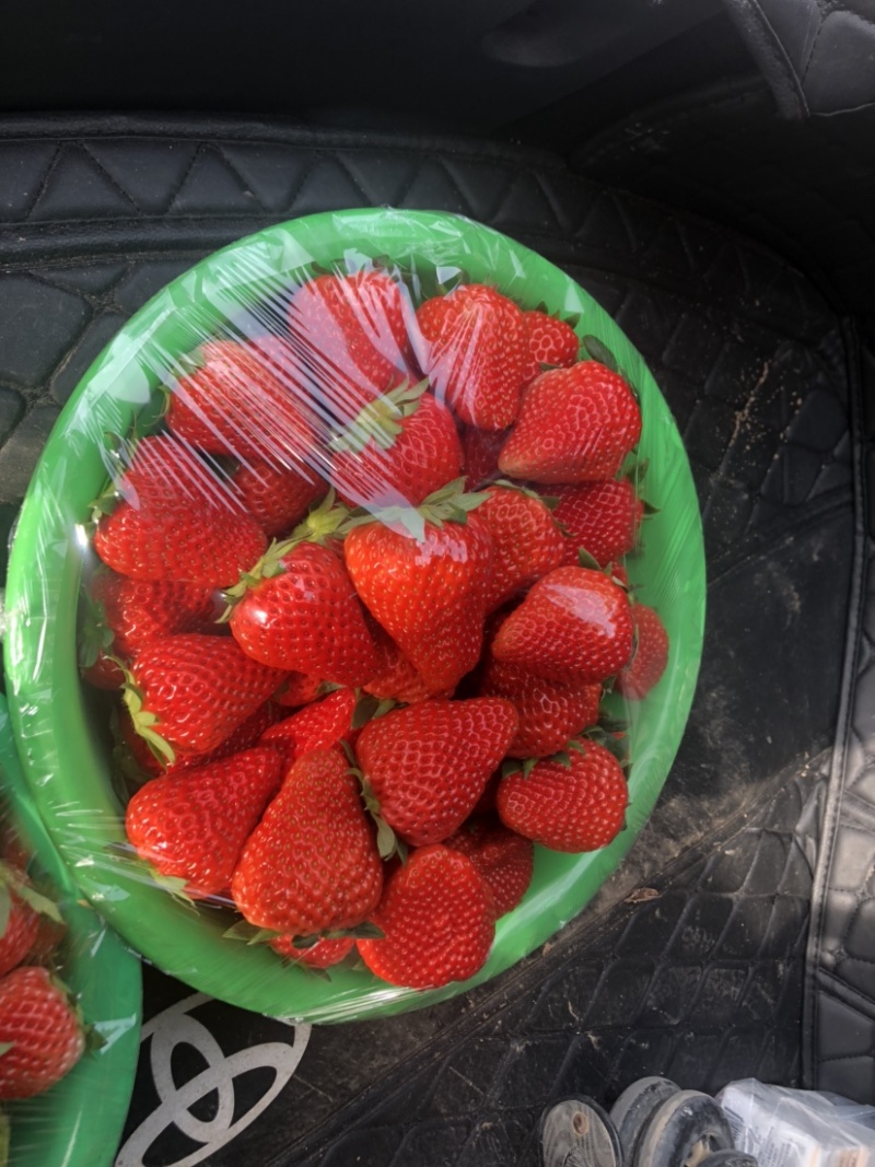 新鲜草莓品种齐全价位实惠