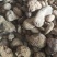 无硫货金果榄金牛胆苦牛胆货好量大要多了有优惠