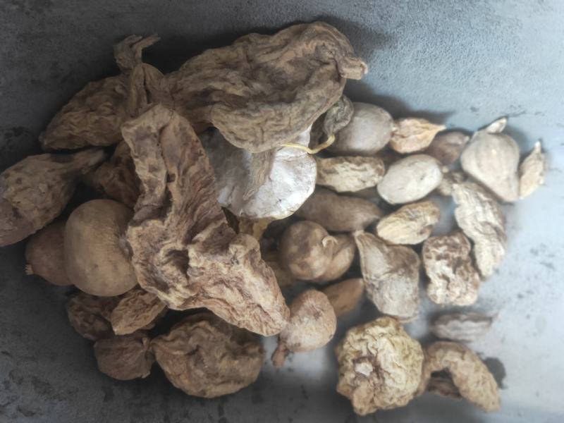无硫货金果榄金牛胆苦牛胆货好量大要多了有优惠