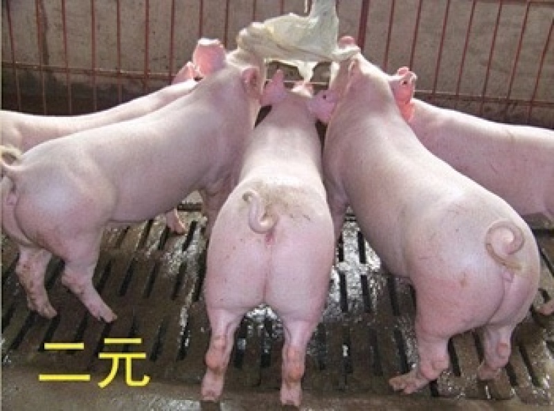 湖北二元母猪母猪原种二元母猪3头全国包邮，包成活