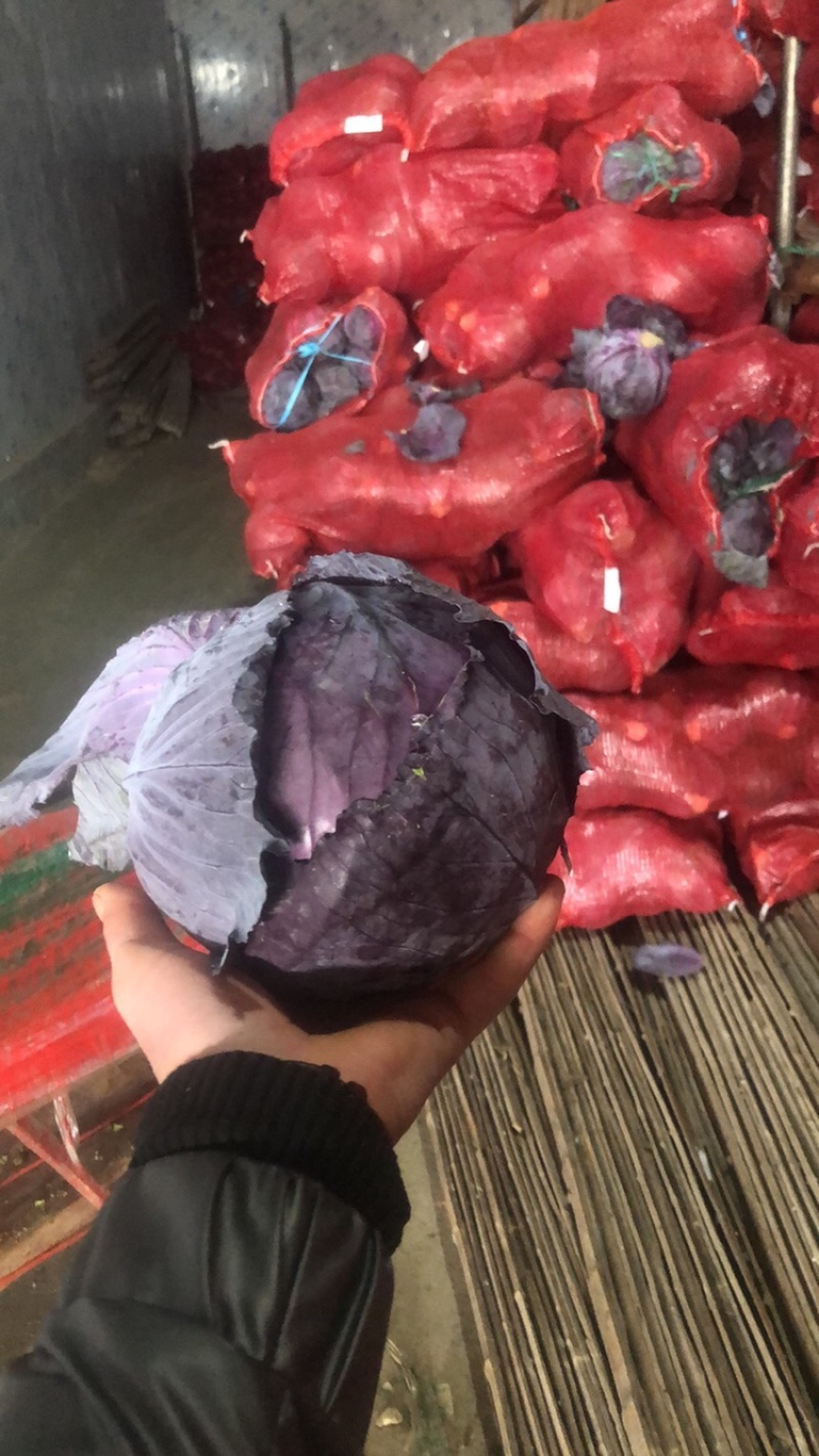 精品库存紫甘蓝，红宝石