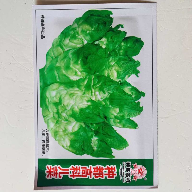 榨菜种子四川特大芥菜种籽腌制泡菜大头青菜头疙瘩籽种秋季蔬