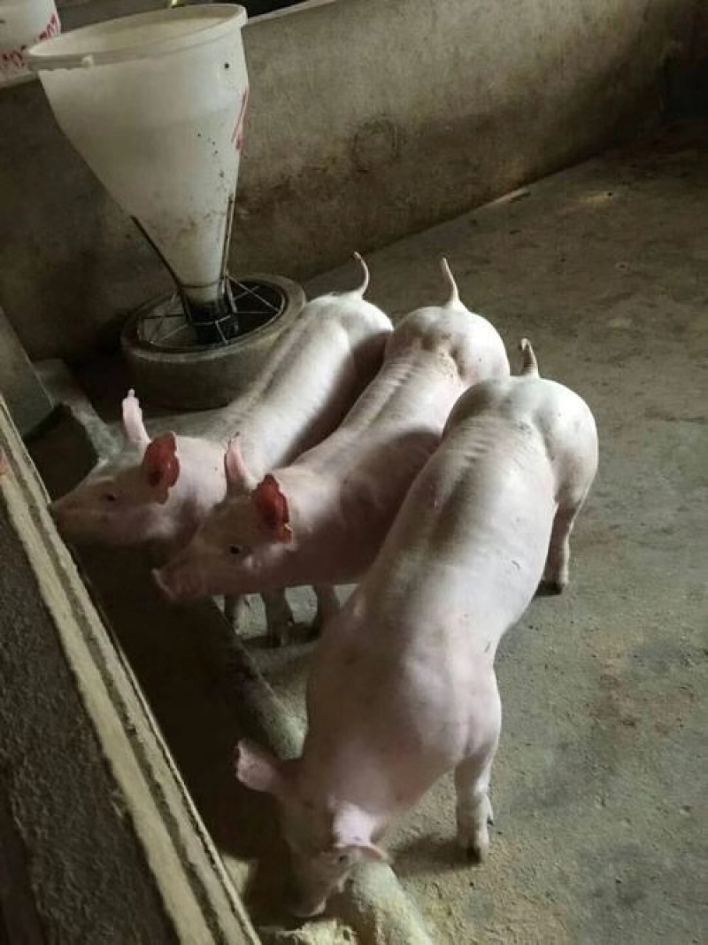 贵州长白母猪原种长白母猪量大，货源包成活