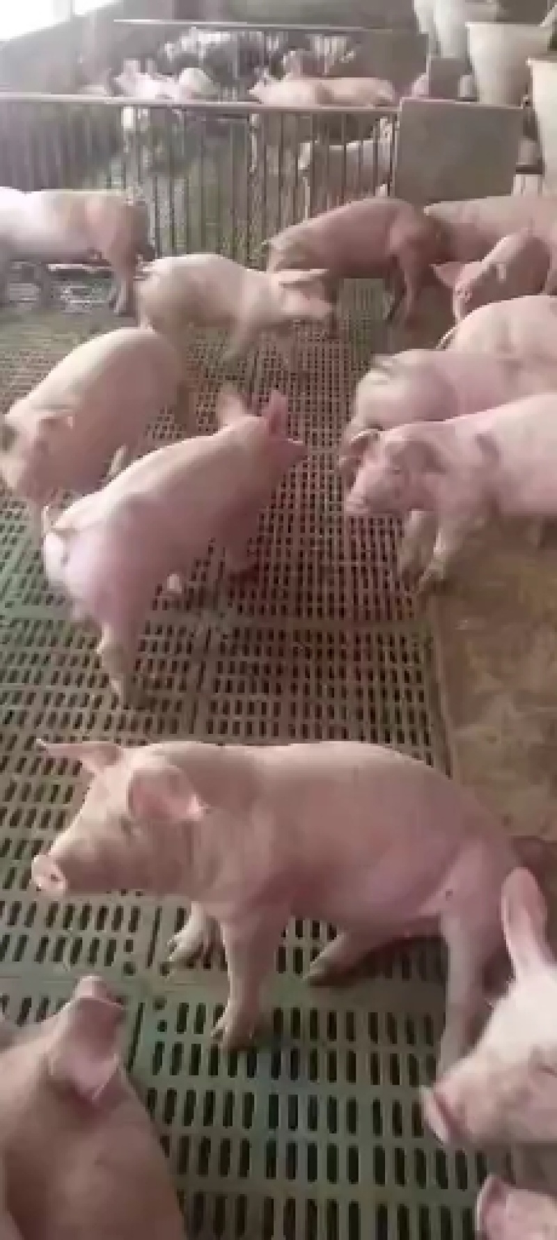 贵州长白母猪原种长白母猪量大，货源包成活