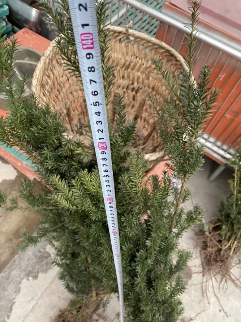 曼迪亚红豆杉大批量出售，保证质量