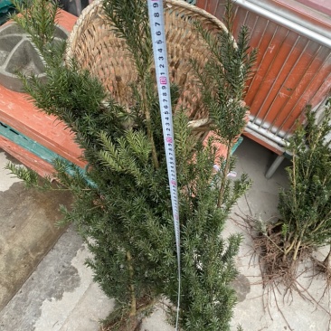曼迪亚红豆杉大批量出售，保证质量