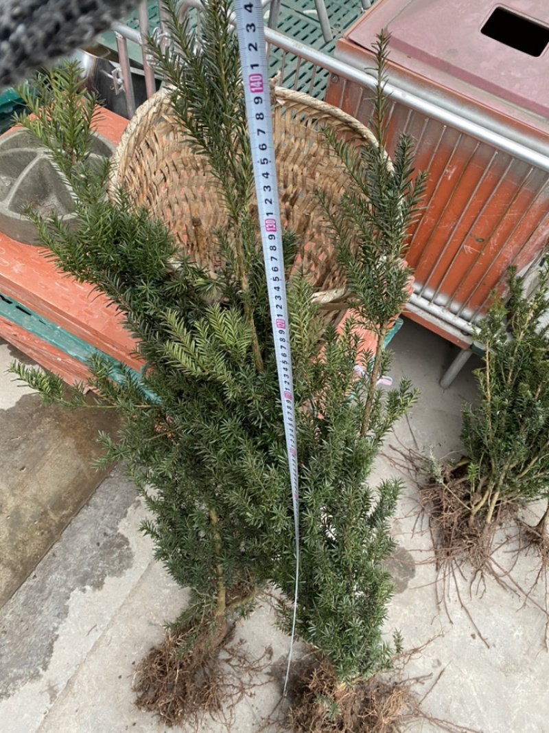 曼迪亚红豆杉大批量出售，保证质量