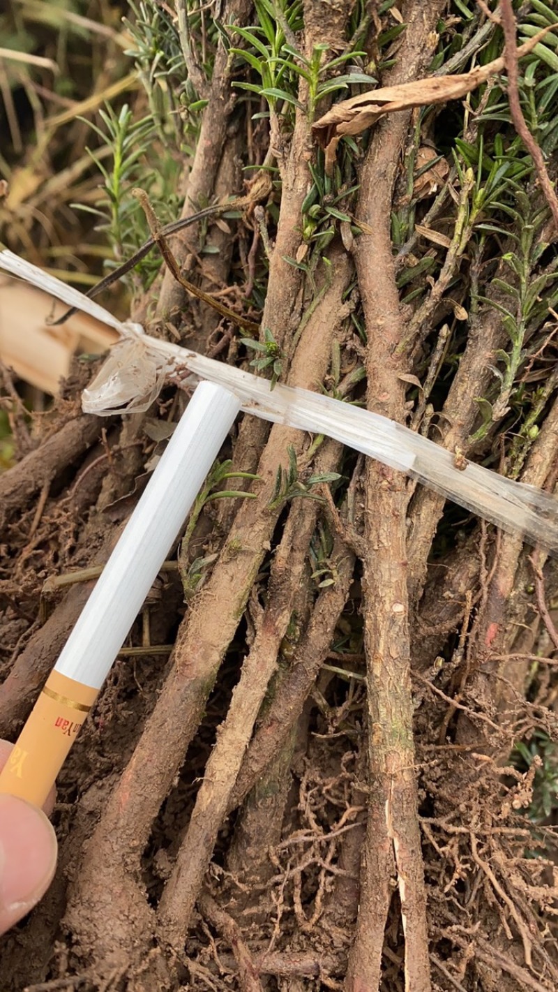 曼迪亚红豆杉大批量出售，保证质量