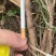 曼迪亚红豆杉大批量出售，保证质量