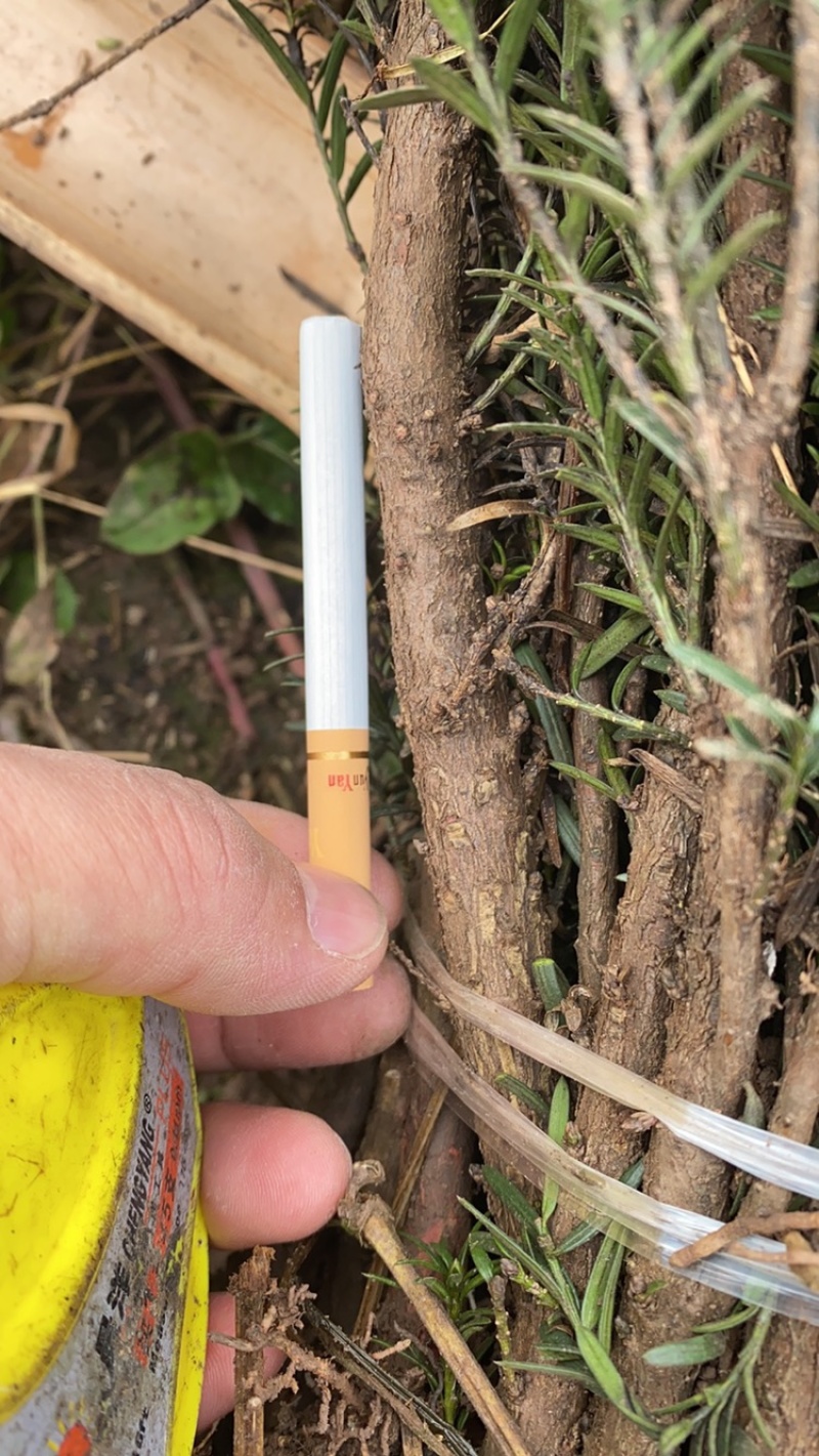 曼迪亚红豆杉大批量出售，保证质量