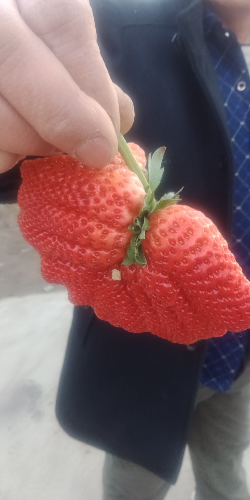 长红岭万亩草莓种植基地，货源充足，有奶油草莓，甜宝草莓等