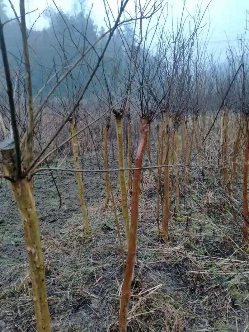 3公分紫薇树苗，4公分紫薇树苗，规格齐全