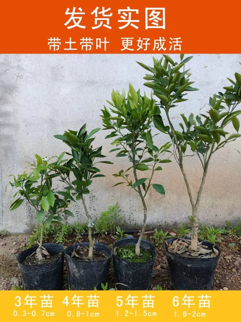 砂糖橘苗新品种无籽当年结果南北方可种盆栽
