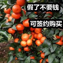 砂糖橘苗新品种无籽当年结果南北方可种盆栽