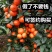 砂糖橘苗新品种无籽当年结果南北方可种盆栽
