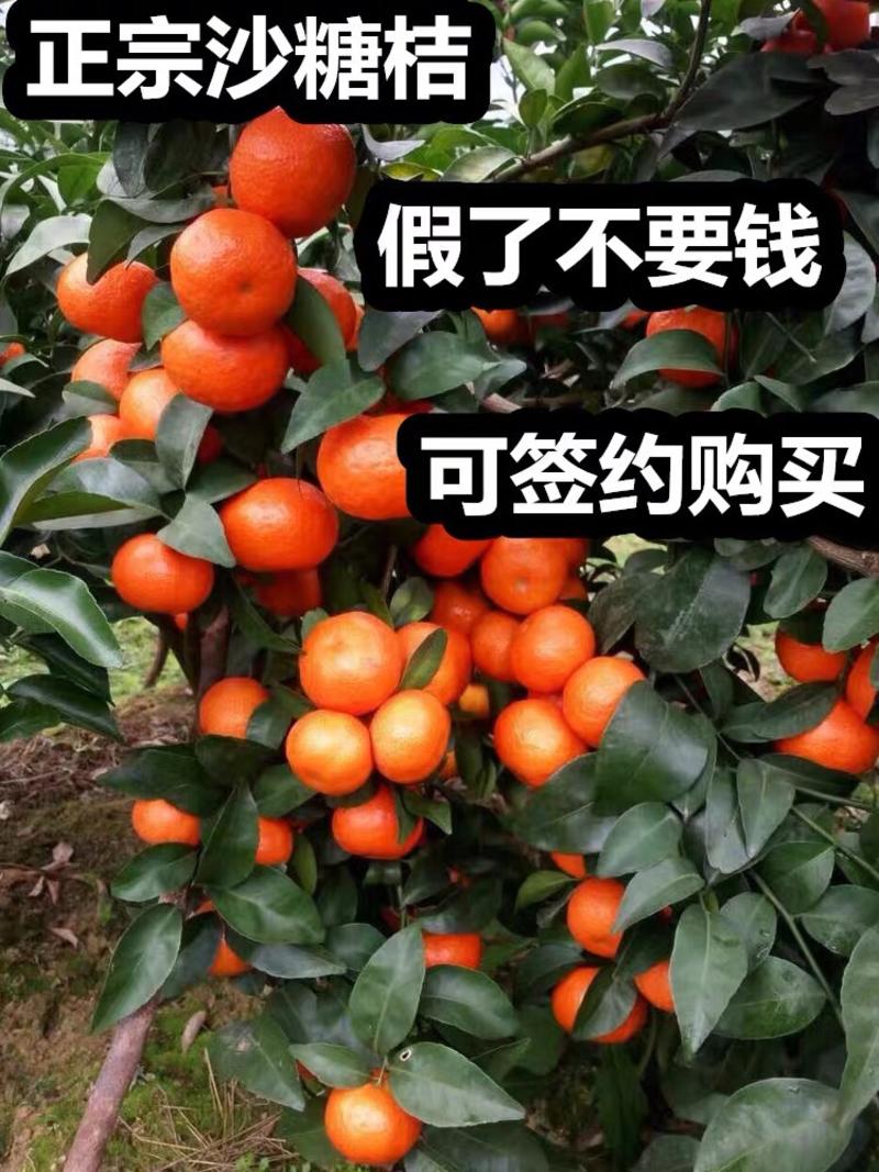 砂糖橘苗新品种无籽当年结果南北方可种盆栽
