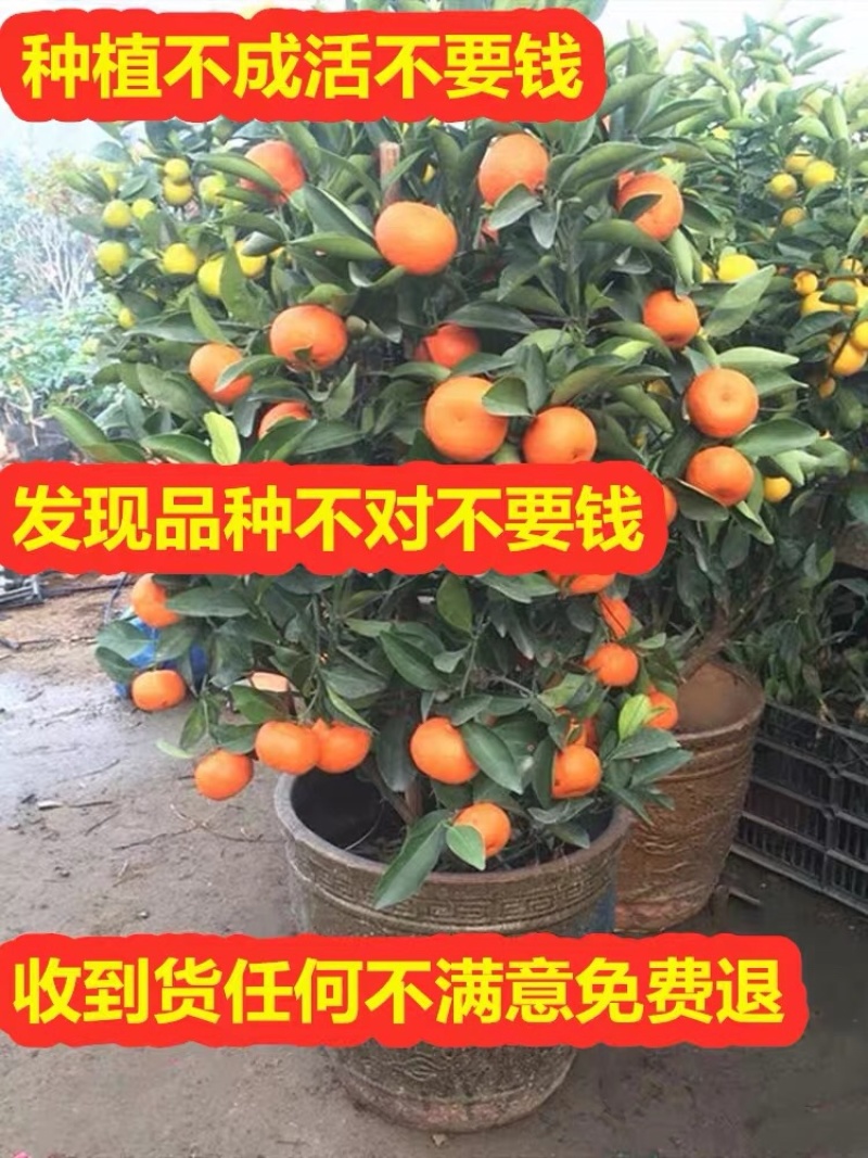 砂糖橘苗新品种无籽当年结果南北方可种盆栽