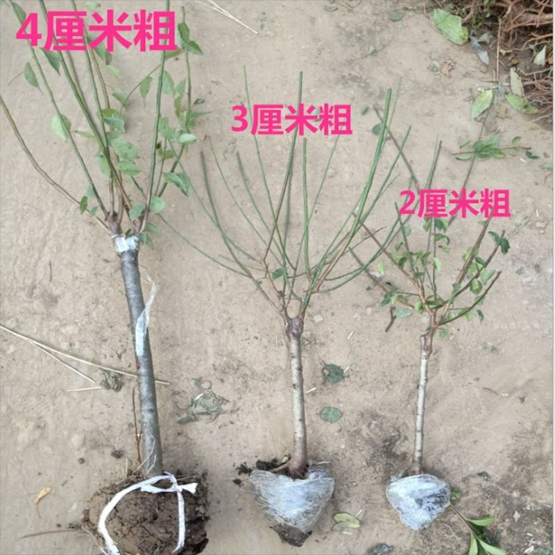 梅花树苗原生红梅绿梅素心腊梅珍珠梅室内外庭院耐寒花卉盆景