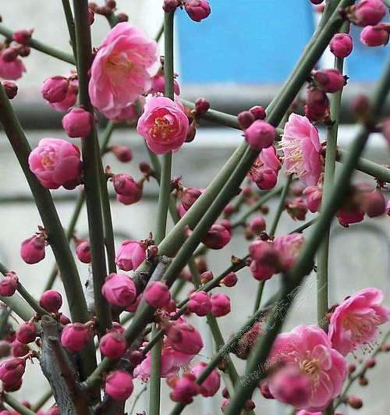 四季开花梅花盆栽地栽盆景树苗浓香红梅腊梅绿梅花卉绿植耐寒