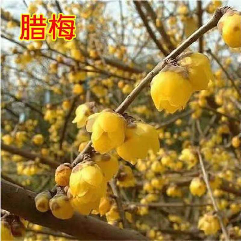 红梅花树苗原生红梅绿梅素心腊梅珍珠梅室内外庭院耐寒花苗
