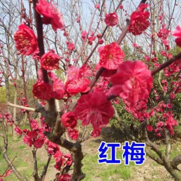 梅花树苗原生红梅绿梅素心腊梅珍珠梅室内外庭院耐寒花卉盆景