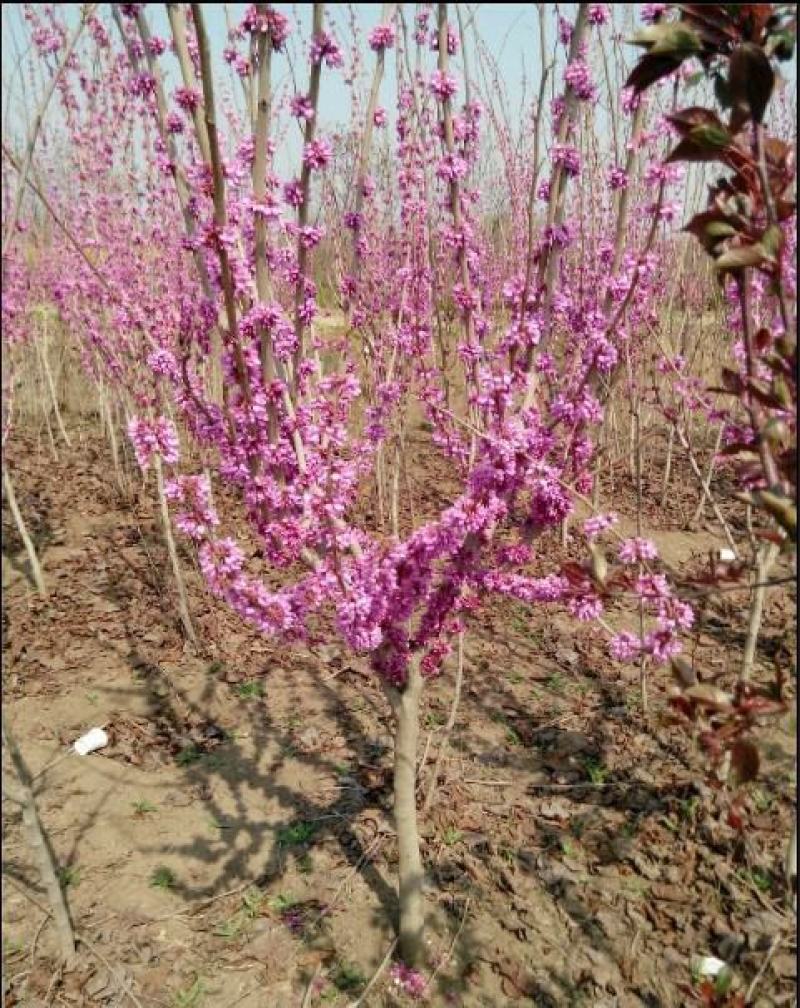 紫荆花四季室外庭院开花树紫荆小苗耐寒绿化工程苗