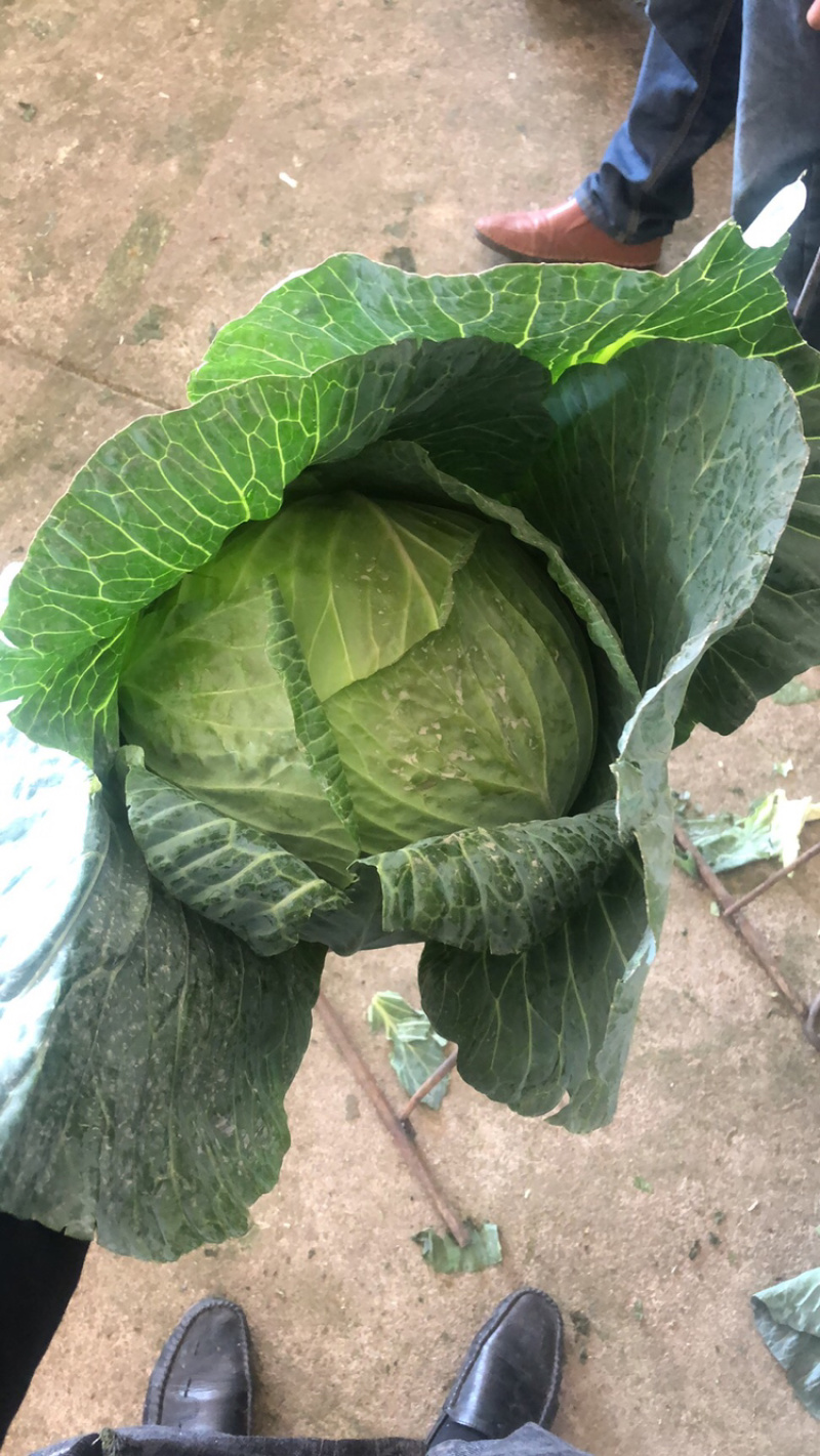 扁包，包菜，大包菜支持产地发车加工厂市场货