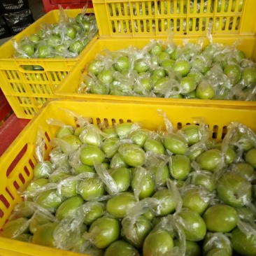 广西平南大青枣蜜丝枣牛奶枣金桃青枣大量上市中